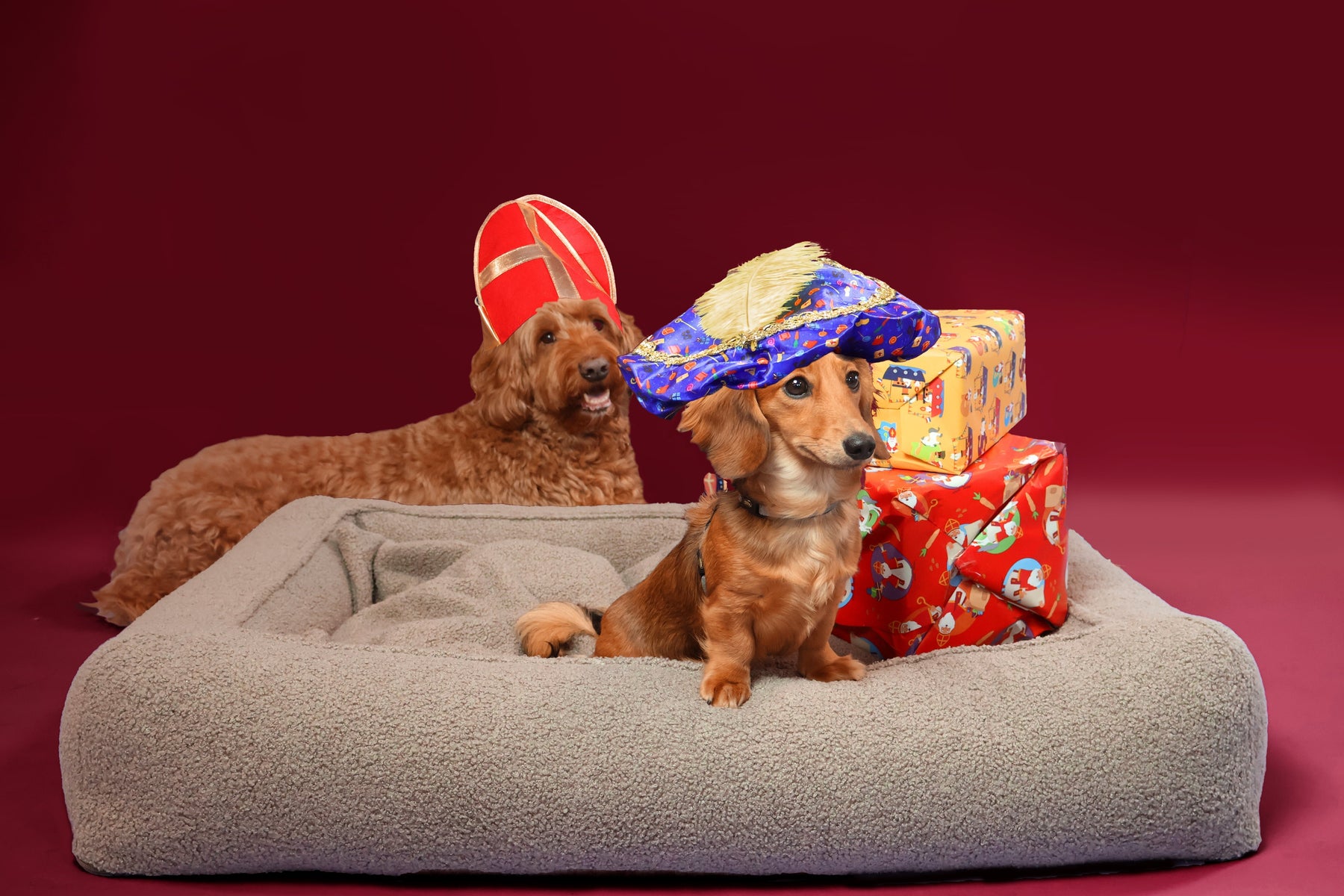 10 Sint cadeaus voor jouw hond
